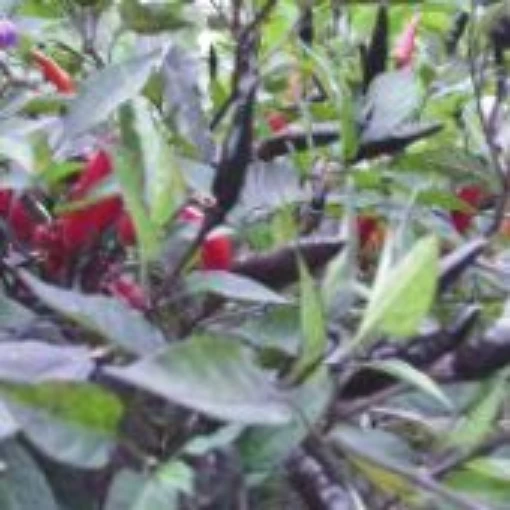 Maui Purple Hot Peppers HP488-10